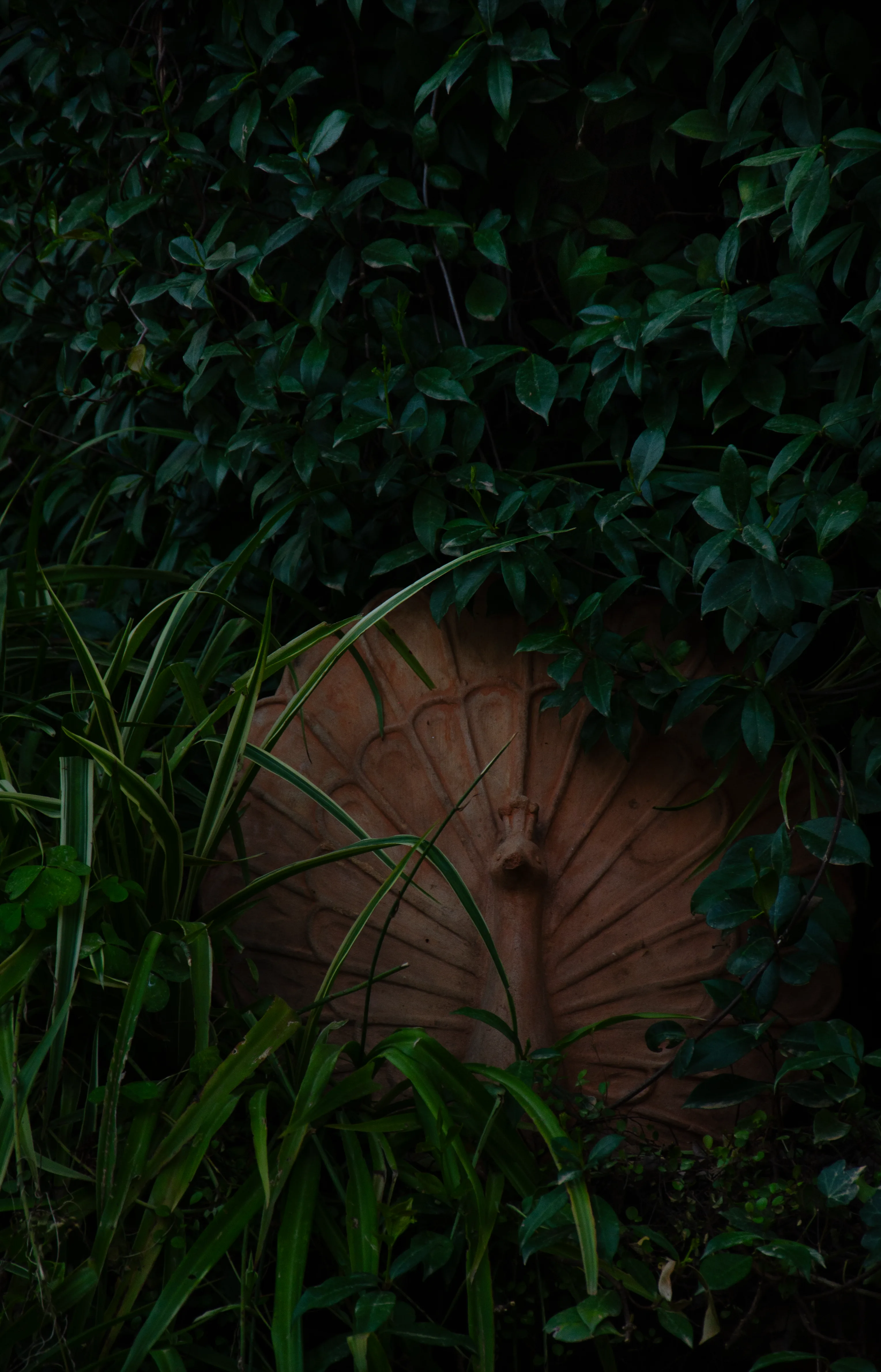 Terracotta fountain hidden in deep garden foliage
